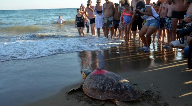 Tedavileri tamamlanıp çip takılan 2 caretta caretta, denizle buluştu