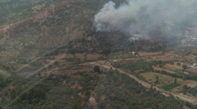 Aydın'da zeytinlik alanda yangın: 2 yaralı