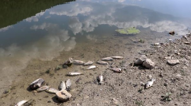 Baraj gölünde yüzlerce İsrail sazanı öldü, inceleme başlatıldı