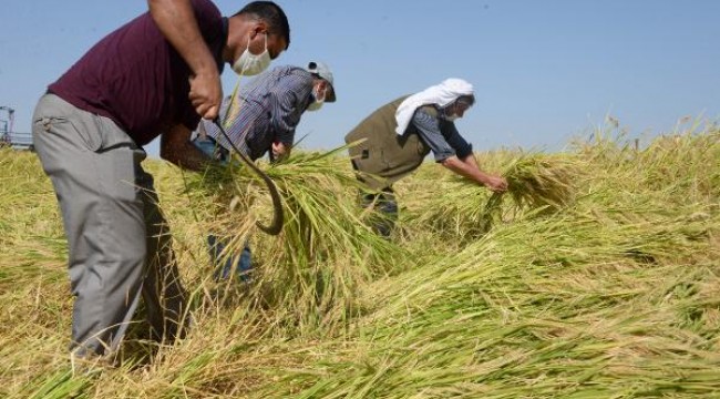 Karacadağ pirincinin ilk hasadı yapıldı