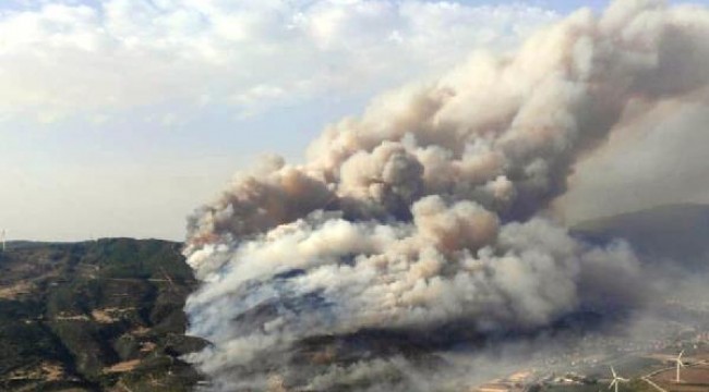 Söke'de ziraat alanındaki yangın ormana sıçradı