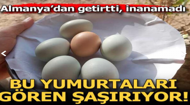 Beslediği tavuklar açık mavi yumurtluyor