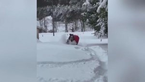 ABD'de kar keyfi yapan atın görüntüsü viral oldu