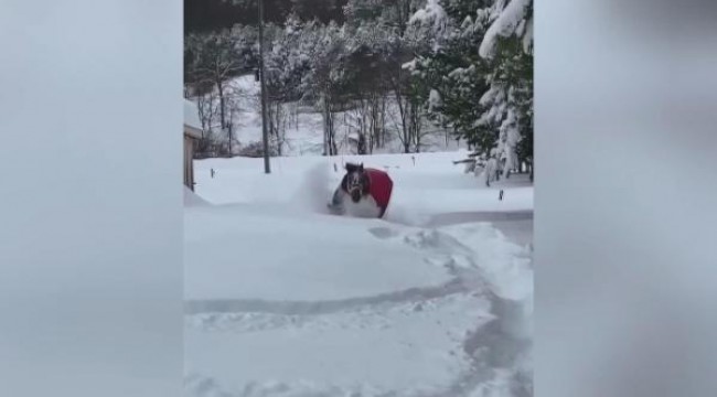 ABD'de kar keyfi yapan atın görüntüsü viral oldu