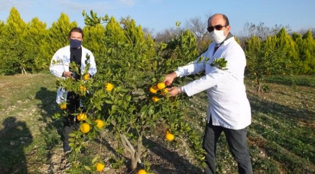 Atık mandalinalar kolonya oldu