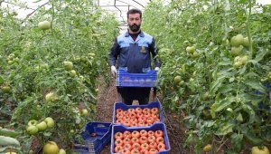 'Kışın üretilen domates zehir' iddiasına, üreticiden videolu tepki