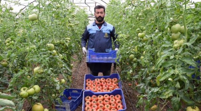 'Kışın üretilen domates zehir' iddiasına, üreticiden videolu tepki