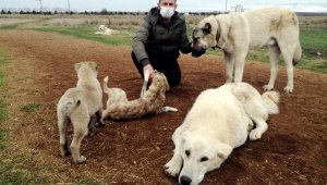 Köpeklerini tüfekle öldürdüğünü iddia ettiği komşusunu darbetti