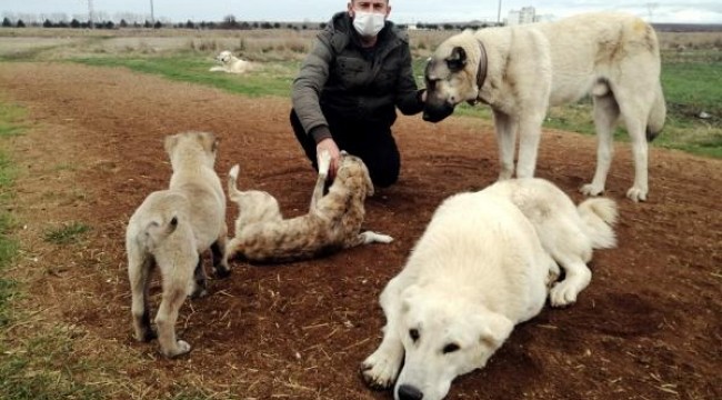 Köpeklerini tüfekle öldürdüğünü iddia ettiği komşusunu darbetti