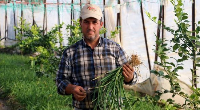 Pandemide talebi gördü, taze sarımsağı serada yetiştirdi