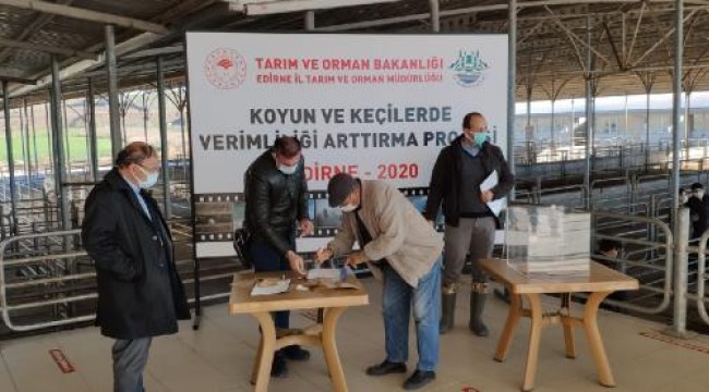 Trakya'da koyun ve keçilerin verimliliği artırılacak