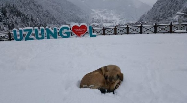 Uzungöl, beyaza büründü seyirlik manzara oluştu