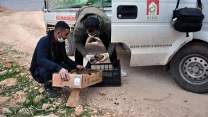 Bahçesine bırakılan 1'i ölü, 11 köpek yavrusu buldu