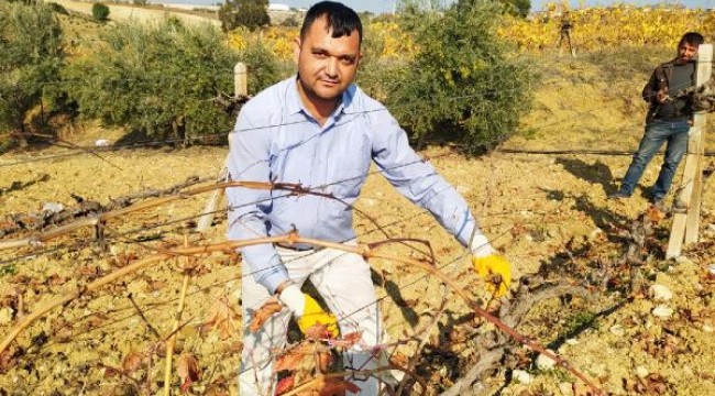 Tarsus'ta 150 bin dönüm bağda budama sürüyor