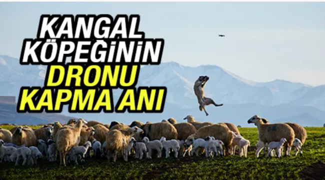 Kangal köpeği 5 metre yüksekteki dronu böyle kaptı!