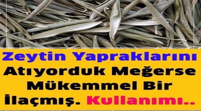 Akdeniz İnsanının Uzun Yaşama Sırrı Zeytin Yaprağı Çayının Faydaları