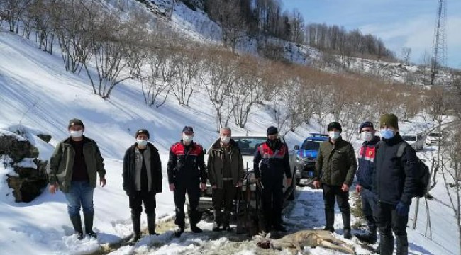 Avladıkları karacayı sırtlarında taşırken yakalandılar