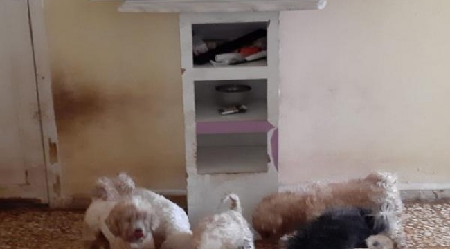 Çiftliğe köpek baskını; 'Maltese Terrier' cinsi 23 köpek ele geçirildi