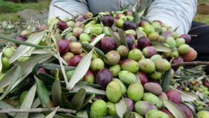 Zeytin yeterli soğuk almadı, üretici de ürün endişesi başladı