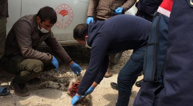 Niğde'de vaşak ölümüne soruşturma