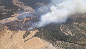 Aydın'da ormanlık alanda yangın