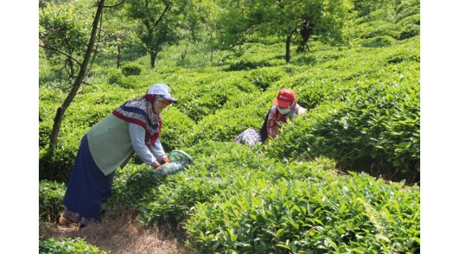 Çaykur alım kapasitesini aştı; 'acele' etmeyin çağrısı yapıldı