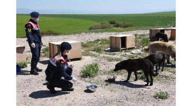 Eskişehir'de jandarma, sokak hayvanlarını 5 ton mamayla besledi