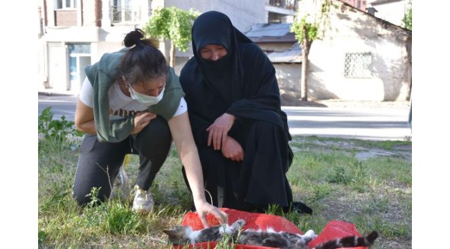 Sivas'ta aynı bölgede ikinci kez işkence yapılarak öldürülmüş kedi bulundu