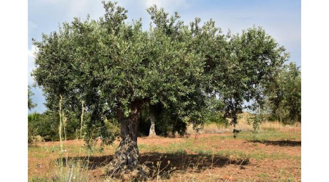 Zeytinyağı markasından 'Anıt zeytin ağaçlarını koruma' projesi