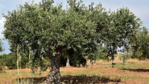 Zeytinyağı markasından 'Anıt zeytin ağaçlarını koruma' projesi