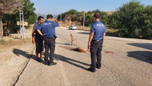 Sokak köpeğini av tüfeğiyle vurup öldürdü