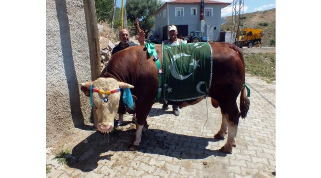 Yozgat'ta 1.3 tonluk boğa 35 bin liradan satışa çıkarıldı