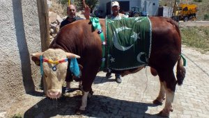 Yozgat'ta 1.3 tonluk boğa 35 bin liradan satışa çıkarıldı