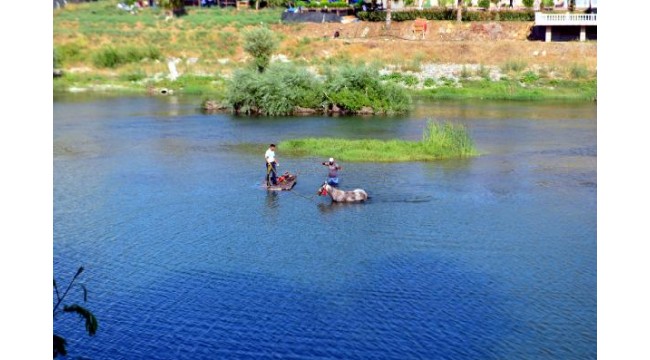 Yük taşımada kullandıkları atı Seyhan Nehri'nde serinlettiler