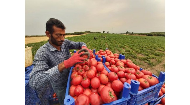 Çanakkale domatesinde hasat başladı