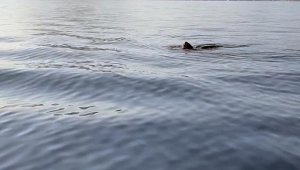 Deri sırtlı deniz kaplumbağası canlı görüntülendi