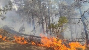 Kaş'ta orman yangını