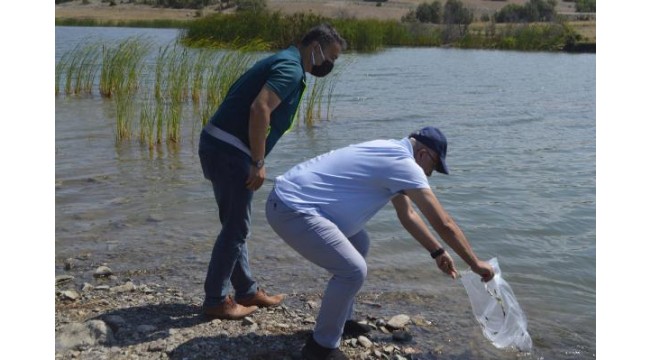 Kütahya'da 8 gölete 80 bin yavru sazan