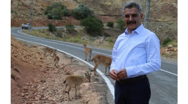 Tunceli Valisi Özkan, yola inen koruma altındaki yaban keçileriyle hatıra fotoğrafı çektirdi