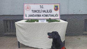 Tunceli'de uyuşturucu operasyonu: 1 gözaltı