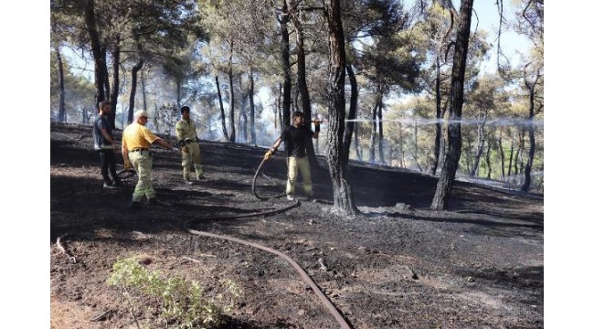 Uşak'ta orman yangınında 1 hektarlık alan zarar gördü