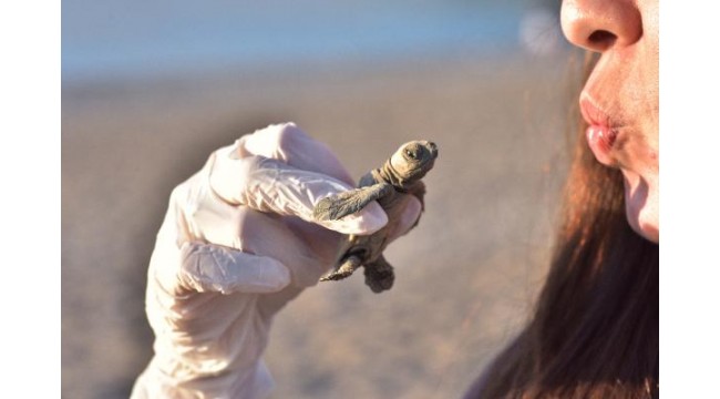 Yangın dumanı ufku kapladı, yavru carettalar yönlerini bulamadı