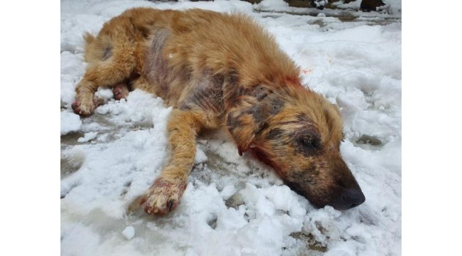 Bursa'da yaralı köpek için seferber olundu